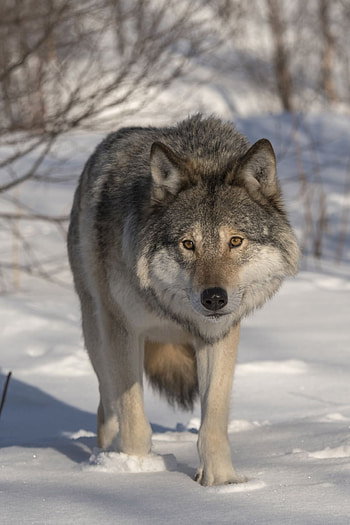 Gray Wolf, Wolf dog, Wolf , Maned wolf HD phone wallpaper