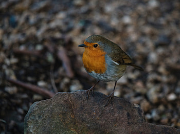Robin bird, cute & adorable HD wallpaper