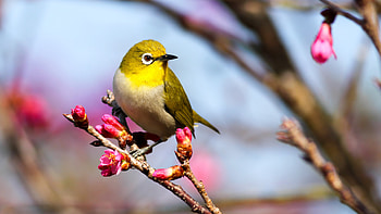 White-eye Green Bird Is Standing On Pink Blossom Tree Branch In Blur Background Birds HD wallpaper