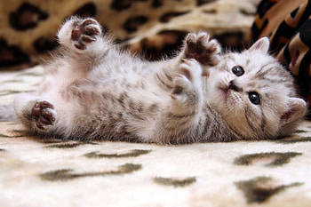 Animals, Kitty, Kitten, Play, Small HD wallpaper