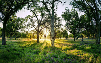 forest sunset, fun, cool, nature, forest, sunset HD wallpaper