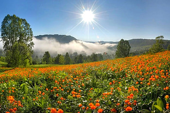 Wild Flowers, beautiful, flowers, wild HD wallpaper