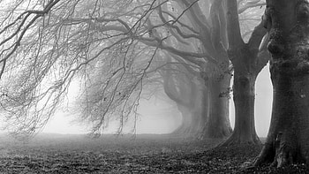 Landscape, Trees HD wallpaper