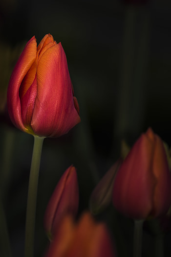 Flowers, Flower, Bud, Close-Up, Tulip HD phone wallpaper