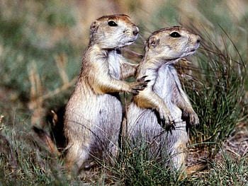 Praire Dogs, animal, squirrels, dogs, praire, rodent HD wallpaper