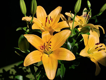 Flowers, Lilies, Shine, Light, Shadow, Buds HD wallpaper