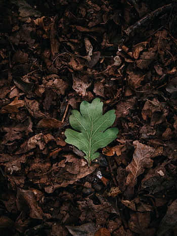 Green, single leaf HD phone wallpaper