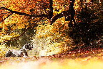 Adult gray Great Dane, Tree companion, Relaxation scene, Serenity HD wallpaper