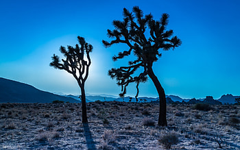 Joshua Tree National Park, Pristine nature, , Tranquil background HD wallpaper