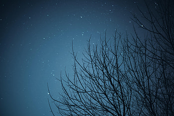 Stars, Night, Dark, Starry Sky, Branches HD wallpaper