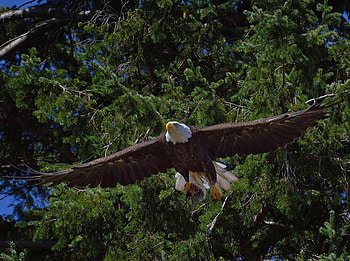Animals, Trees, Bird, Predator, Flight, Bald Eagle, White-Headed Eagle HD wallpaper