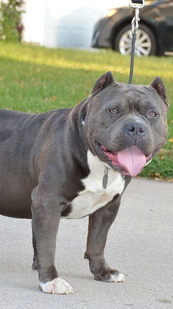 American Bully, Exotic Bully, dog breeds HD phone wallpaper