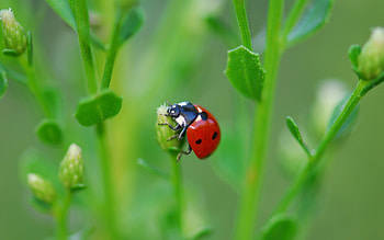 Grass, Leaves, Plant, Macro, Insect, Ladybird, Ladybug, Climb HD wallpaper
