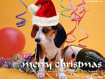 Merry Christmas, dog, balloons, merry, christmas, celebrate, hat, drink HD wallpaper