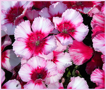Pink, beautiful, nature, flowers HD wallpaper