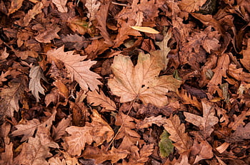 A detailed view of dry autumn leaves covering the forest ground, showcasing their rich textures and colors. HD wallpaper