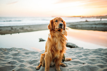 Animals, Sand, Dog, Golden Retriever, Is Sitting, Sits HD wallpaper