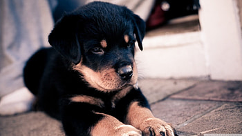 Dog, sweet, animal, dogs, cute, beautiful, puppys, puppy, pretty, animals, lovely HD wallpaper