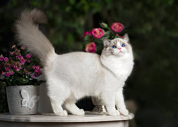 Cat, pisica, animal, ragdoll, white HD wallpaper