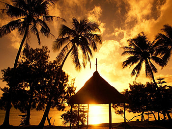 Landscape, Palms HD wallpaper