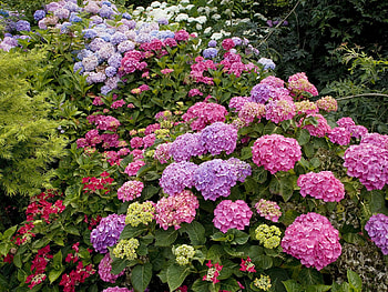 East Ruston Old Vicarage, garden, colourful, flowers HD wallpaper
