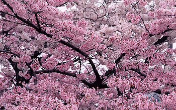 Plants, Flowers, Sakura HD wallpaper