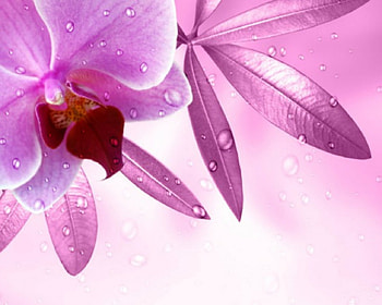 Pink orchids, style, pink, flowers, orchids HD wallpaper