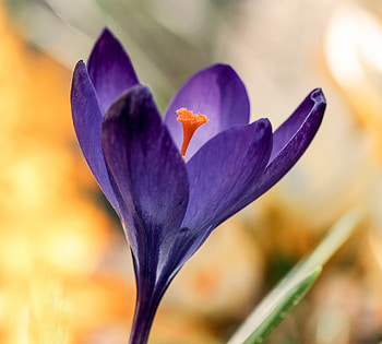 Close up, pollen, crocus, purple HD wallpaper