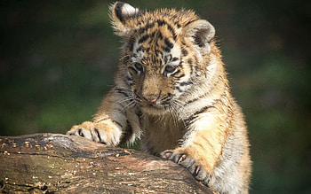 Animals, Muzzle, Predator, Sight, Opinion, Tiger, Climb, Tiger Cub HD wallpaper