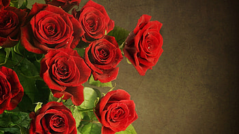 Plants, Flowers, Roses HD wallpaper