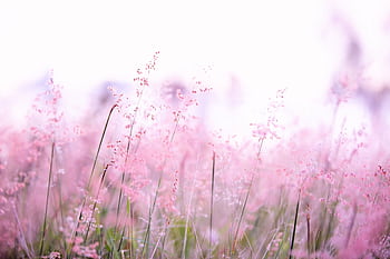 Delicate pink wildflowers softly swaying in a sunlit field, creating a tranquil and dreamy atmosphere. HD wallpaper