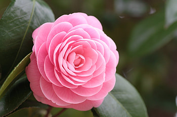 Camellia , Background , Background HD wallpaper