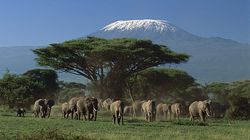 kilimanjaro, grass, elephant, tree HD wallpaper