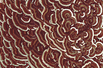 Mashrooms, Macro, Texture, Textures, Brown, Surface HD wallpaper