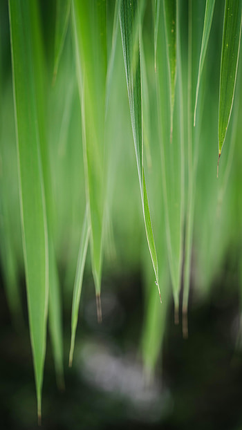 Grass, Leaves, Plant, Macro HD phone wallpaper
