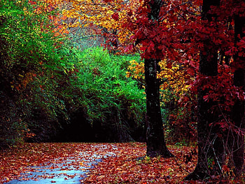 Landscape, Trees, Autumn, Leaves HD wallpaper