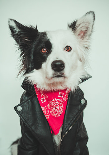 Animals, Dog, Muzzle, Nice, Sweetheart, Eared HD phone wallpaper