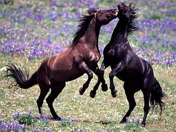 playful horses, horses, animals, meadow, nature, playful HD wallpaper