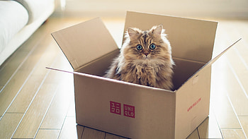 Cat In Box, cat, animals HD wallpaper