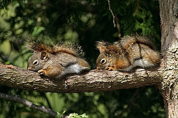 Animals, Squirrel, Wood, Couple, Pair, To Lie Down, Lie, Tree, Branch HD wallpaper