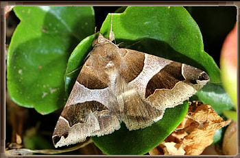 Butterfly on Green Leaves, animal, insects, leaves, butterfly HD wallpaper