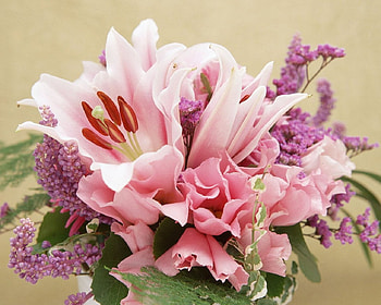 pink flowers, colors, beautiful, pink, mix, flower, green, red, nature, flowers HD wallpaper