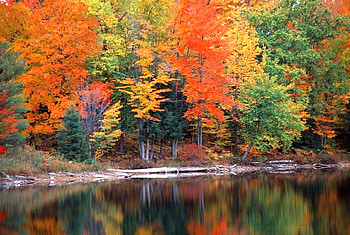 Colors of Nature, , trees, colors, beautiful, nature HD wallpaper