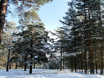 Winter, Nature, Trees, Forest, From Below, St. Petersburg, Saint Petersburg, Sestroretsk HD wallpaper