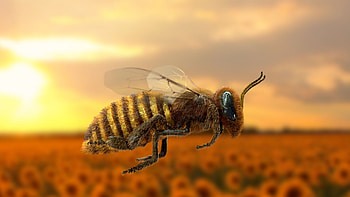 Flying honey bee, Bee happiness, Nature's creatures, Animal inspiration HD wallpaper
