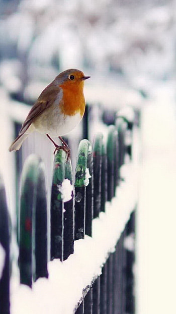 Winter bird , serenity, Frozen landscapes, Chilling charm HD phone wallpaper
