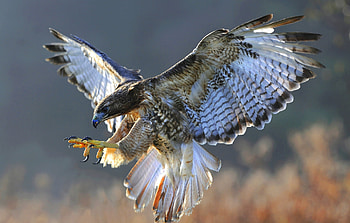 hawk , backgrounds, Mobile screens HD wallpaper
