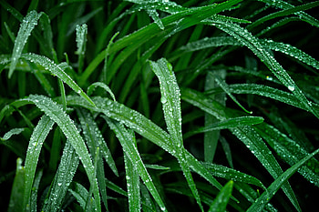 Green grass, nature, droplets HD wallpaper