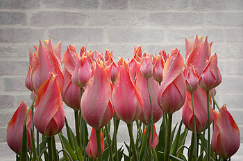 Tulip, fresh, drops, plants HD wallpaper