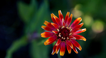 Flower, nature, flowers, red flower HD wallpaper